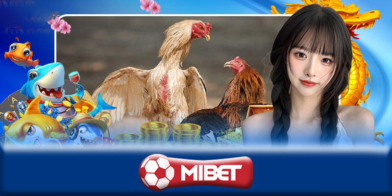 Đá gà Mibet - Bí quyết chơi đá gà Mibet cho người mới chơi